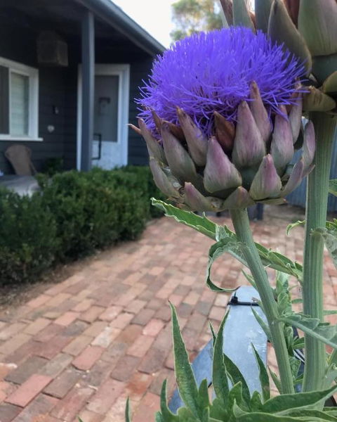 Fergusons Store - Perths Hotel 3