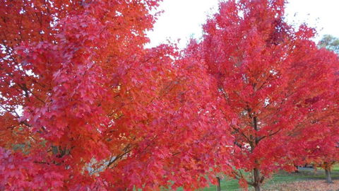 HEALESVILLE GETAWAY - Perths Hotel 0