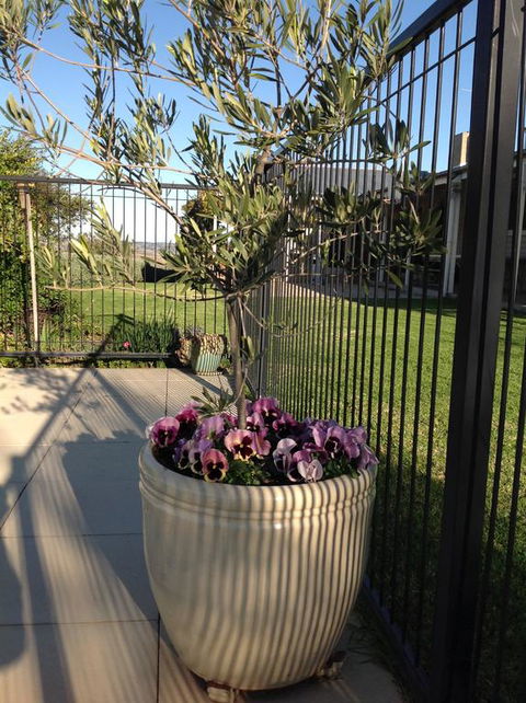 Amazing Views Pet Friendly Bed And Breakfast - Perths Hotel 3