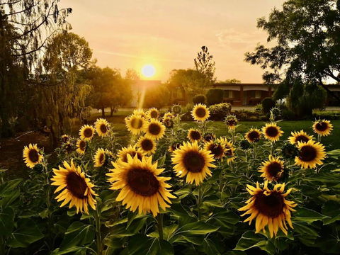Quirindi Sunflower Motor Inn - Perths Hotel 0
