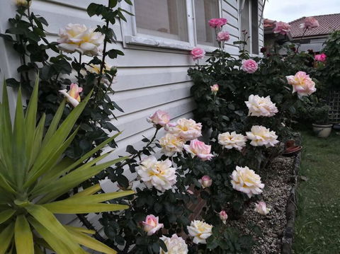 Roomy Rosegarden Flat In Roselands - Perths Hotel 3