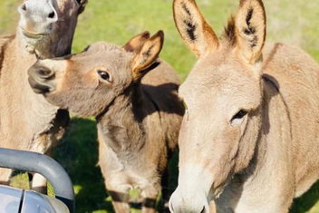 Sandalwood Downs Fabulous Farm Stay TOODYAY with Perths Hotel