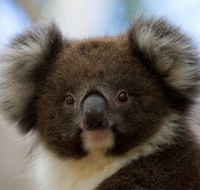 Bimbi Park - Camping Under Koalas - Perths Hotel