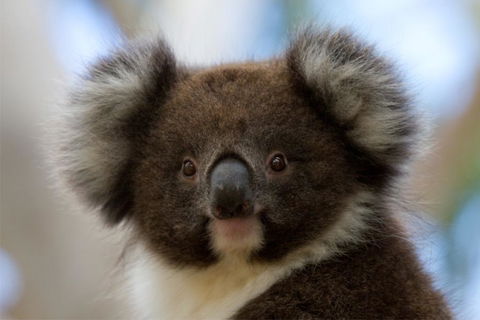 Bimbi Park - Camping Under Koalas - Perths Hotel 0