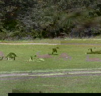 Yanchep  Lancelin - Wildlife Cave And Sands - Perths Hotel