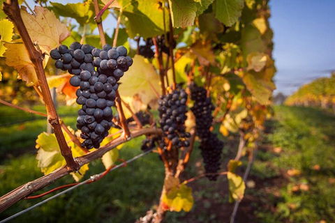 Full Day Tamar Valley Wine Tour - Perths Hotel 0