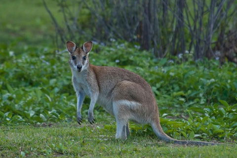 Cairns 4WD Waterfall And Rainforest Tour Including Kuranda Scenic Railway - Perths Hotel 2