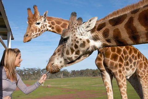 Melbourne City Card (2 Days): Visit Unlimited Attractions! - Perths Hotel 1