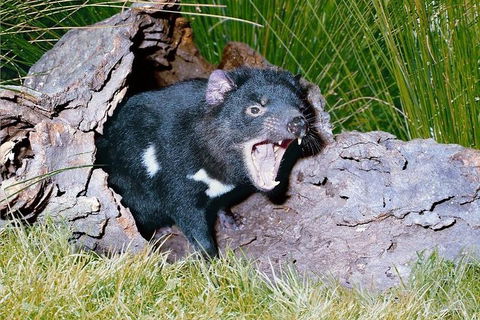 Private Blue Mountains Tour With Kangaroo And Koala Experience - Perths Hotel 0