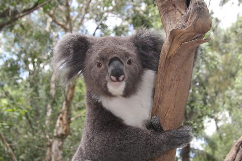 Private Blue Mountains Tour With Kangaroo And Koala Experience - Perths Hotel 2