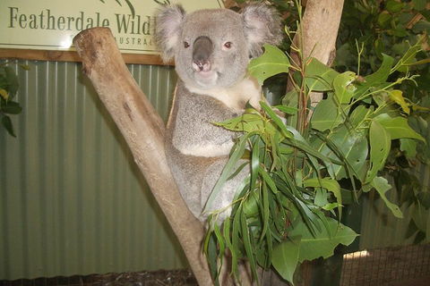 Full-Day Private Blue Mountains Tour With River Cruise - Perths Hotel 2