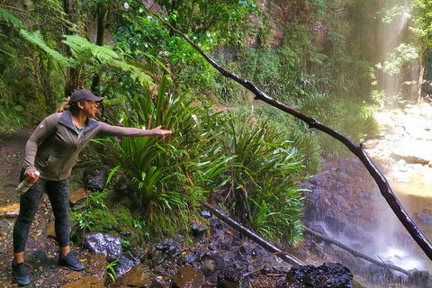 Rainforest & Waterfalls Extravaganza - Perths Hotel 4