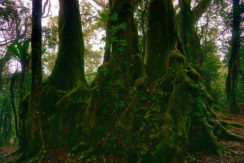 Private Tour - Rainforest & Waterfalls Extravaganza - Perths Hotel 5