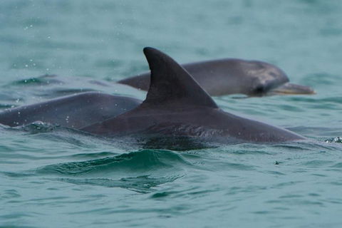 Noosa Oceanrider Scenic Dolphin Safari - Perths Hotel 1