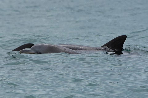 Noosa Oceanrider Scenic Dolphin Safari - Perths Hotel 3