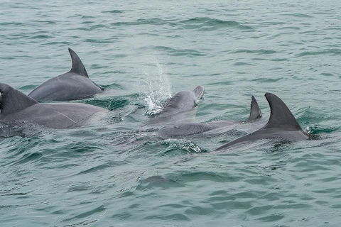 Noosa Oceanrider Scenic Dolphin Safari - Perths Hotel 5