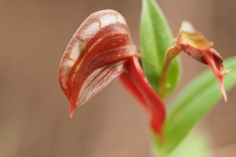 Wave Rock, Wild Flowers And Astro Photography - Perths Hotel 2