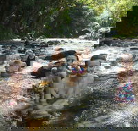 Daintree Rainforest Cape Tribulation Mossman Gorge Small-Group Day Tour - Perths Hotel