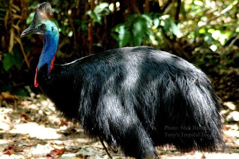 Daintree Rainforest, Cape Tribulation, Mossman Gorge Small-Group Day Tour - Perths Hotel 3