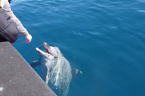 Noosa Wild Dolphin Safari - Perths Hotel 0