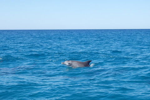 Noosa Wild Dolphin Safari - Perths Hotel 1