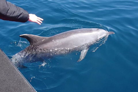 Noosa Wild Dolphin Safari - Perths Hotel 2