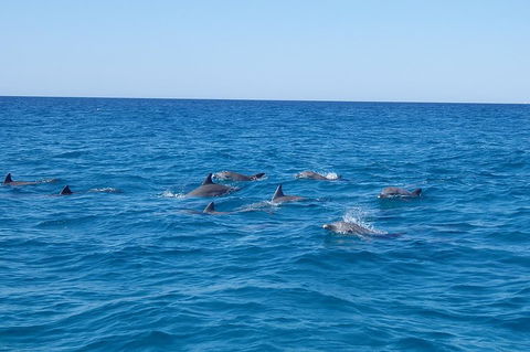 Noosa Wild Dolphin Safari - Perths Hotel 3