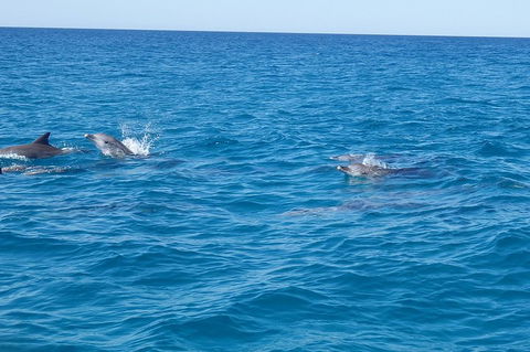 Noosa Wild Dolphin Safari - Perths Hotel 4