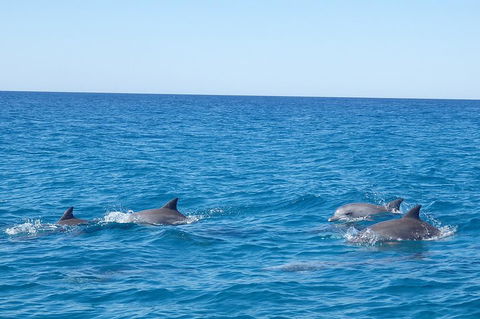 Noosa Wild Dolphin Safari - Perths Hotel 5