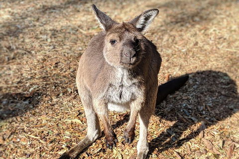 Blue Mountains Private Tour - Wild Kangaroos, Waterfalls And The Three Sisters - Perths Hotel 2