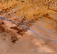 Scenic Flight Lizard Safari - Perths Hotel