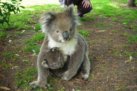 3-Day Private Adelaide To Melbourne Tour - Perths Hotel 5