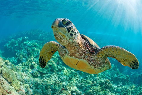 All Inclusive Tangalooma Wrecks Cruise Tour From Gold Coast - Perths Hotel 4