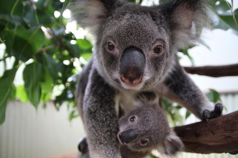 Kuranda Day Tour, TKS-RFS GRAND GOLD PLUS 0930 - Perths Hotel 1