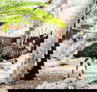 Sydney Taronga Zoo General Entry Ticket and Wild Australia Experience - Perths Hotel