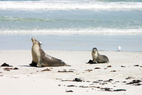 Kangaroo Island Personal Group Tours - Perths Hotel 3