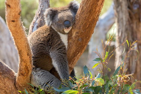 Mount Lofty Hike And Cleland Wildlife Park Day Trip From Adelaide - Perths Hotel 2