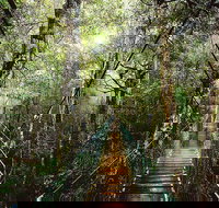 O'Reilly's  Lamington National Park from Gold Coast - Perths Hotel