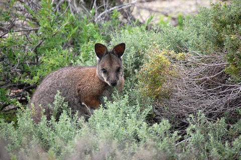 Pink Lake + Abrolhos Islands Nature Tour - Perths Hotel 1