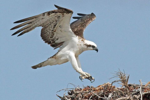 Pink Lake + Abrolhos Islands Nature Tour - Perths Hotel 3