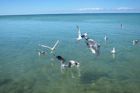 Pink Lake + Abrolhos Islands Nature Tour - Perths Hotel 5