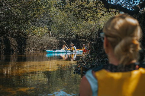 Kayak Tour In Adelaide Dolphin Sanctuary - Perths Hotel 0