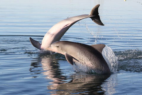 Kayak Tour In Adelaide Dolphin Sanctuary - Perths Hotel 5