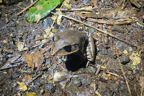 Evening Rainforest & Glow Worm Experience - Perths Hotel 1