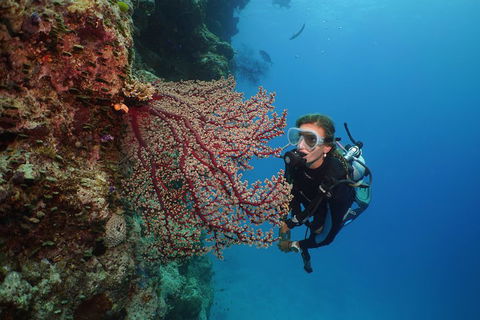 Silversonic Outer Great Barrier Reef Dive And Snorkel Cruise From Port Douglas - Perths Hotel 0