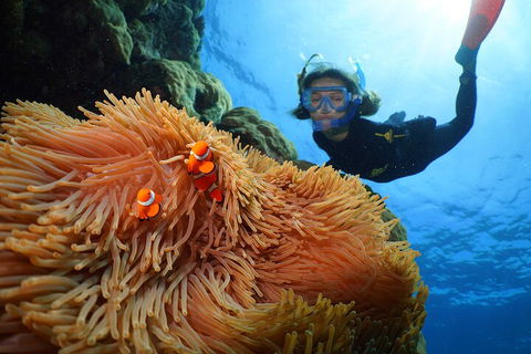 Silversonic Outer Great Barrier Reef Dive And Snorkel Cruise From Port Douglas - Perths Hotel 3