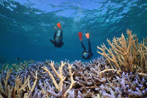 Silversonic Outer Great Barrier Reef Dive And Snorkel Cruise From Port Douglas - Perths Hotel 4