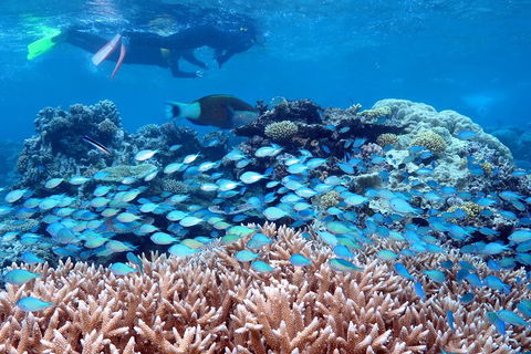 Silversonic Outer Great Barrier Reef Dive And Snorkel Cruise From Port Douglas - Perths Hotel 5