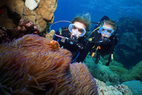 Quicksilver Dive 4 Day PADI Learn To Dive Course - Perths Hotel 4