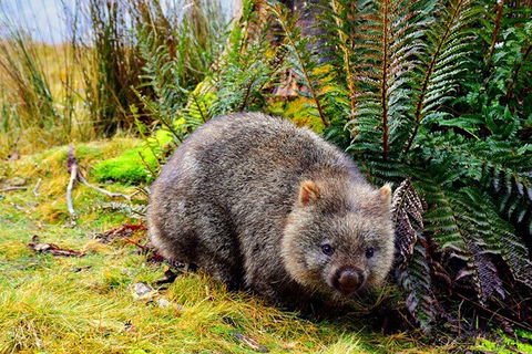Cradle Mountain National Park Day Tour From Launceston - Perths Hotel 0